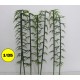 Bambou 6 cm
