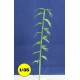 Bambou 10 cm
