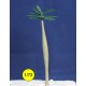 royal palm tree 110 mm