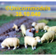 set schapen