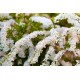 Spirea (plastic)