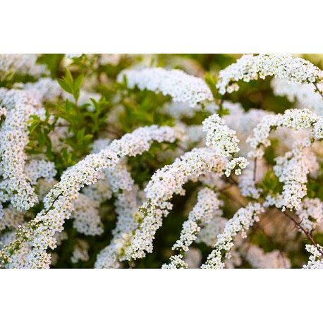 Spirea (plastic)