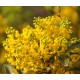 Mimosa/Acacia 3 pcs