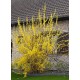 Forsythia set of 2 pcs