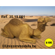 dromedary lying