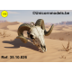 Schedel ram