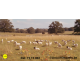 Schapen + honden (20 stuks random)