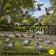 5 random birds, pigeons