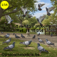 5 random birds, pigeons