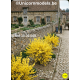 Forsythia set of 2 pcs