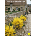 Forsythia set of 2 pcs