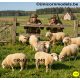set schapen