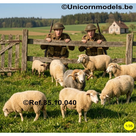 set schapen