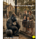 Gorilla zittend