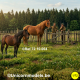 Set paarden (8 stuks random)