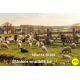 Schapen + honden (20 stuks random)