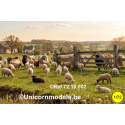 Schapen + honden (20 stuks random)